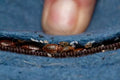 How to Check for Bed Bugs and Spot Early Warning Signs