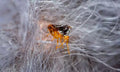 Flea Bites vs Bed Bug Bites: How to Tell the Difference