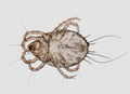 Where Do Dust Mites Come from and Why They Spread