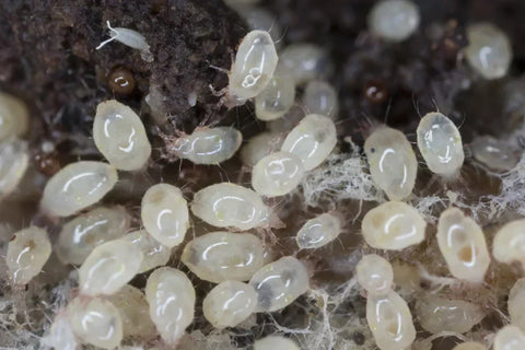 A microscopic view of tiny dust mites.