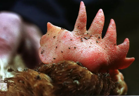 What do chicken mites look like? A close-up of red mites on a hen actively demonstrating what to look for.