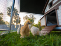 Backyard Chickens and Mites: What Every Flock Owner Needs to Know